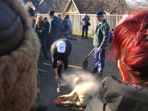 III. Kolbasz fesztival Csikszentmikloson