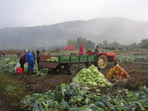 Fotó: Sármási-Bocskai János/Gazdaélet