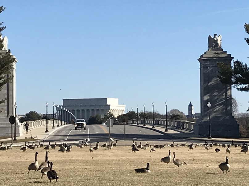 A libák békésen sétálnak. Háttérben a Memorial híd a Potomac folyó felett valamint a Lincoln emlékmű a virginiai oldalon